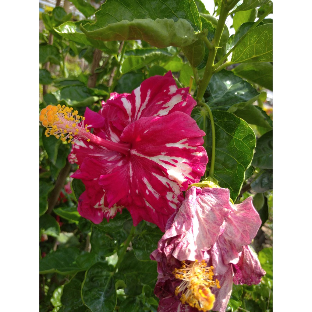 Tanaman Hias Hibiscus Bunga Raya Kembang Worawari Hibiscus Rosa Sinensis Minimal Order 4 Pohon Shopee Indonesia