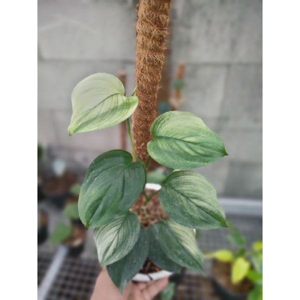 scindapsus jade albino mint