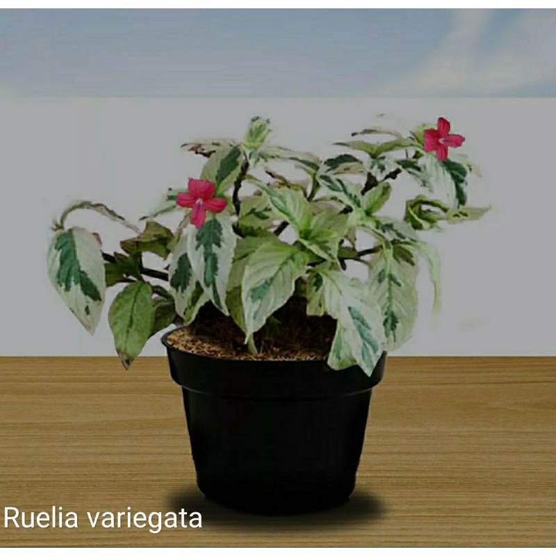 TANAMAN HIAS RUELIA VARIEGATA