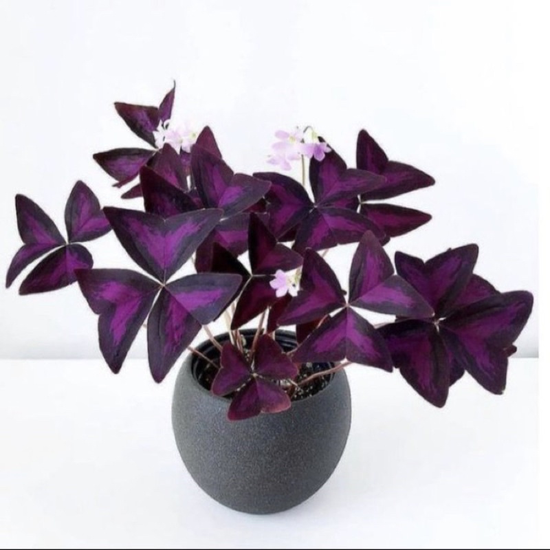 tanaman hias oxalis kupu-kupu ungu - oxalis ungu