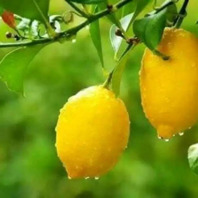 BIBIT JERUK LEMON JUMBO