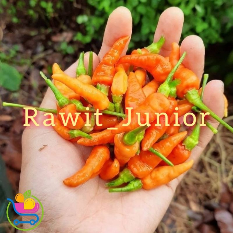 

cabe rawit #caberawit