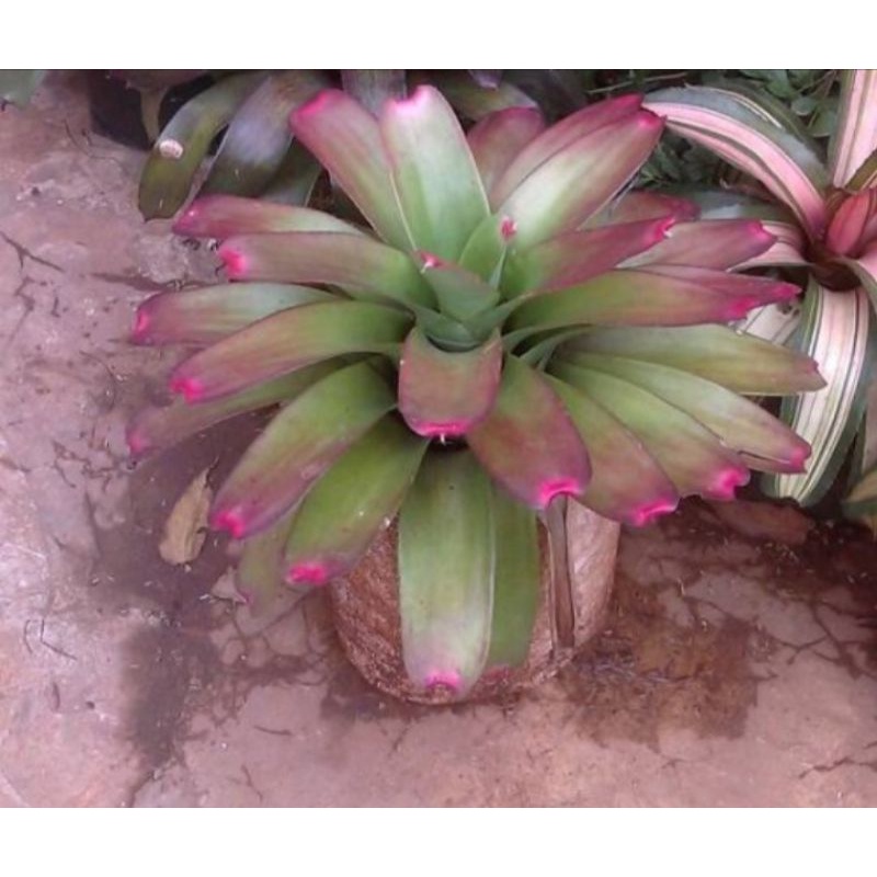Tanaman Hias Bromelia Giant Lipstik