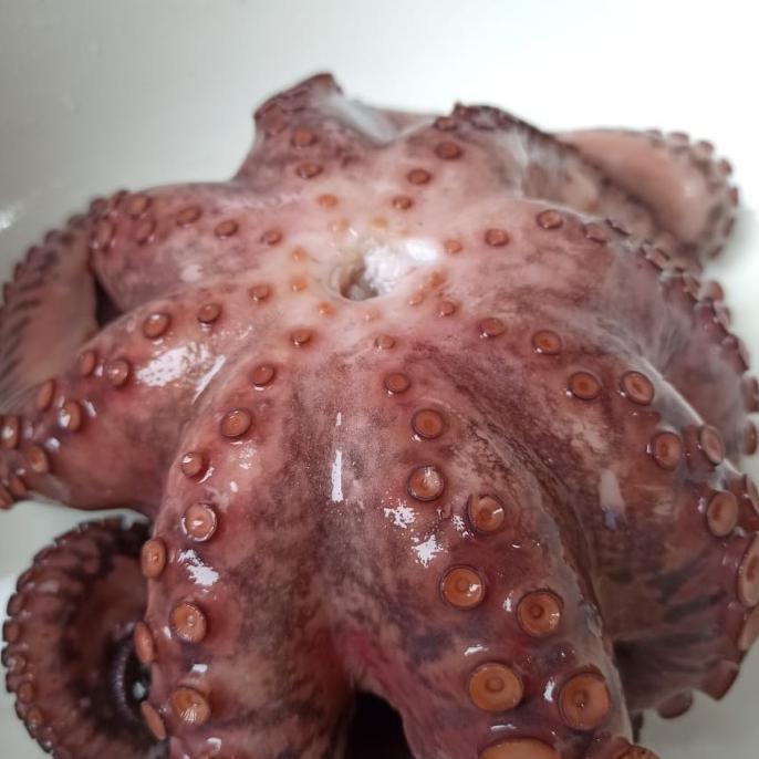 

Gurita Utuh Super Ukr 1.5Kg Murah Ready Stok