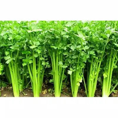 benih bibit seledri khusus hidroponik murah