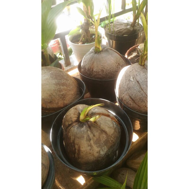 bahan bonsai kelapa kembar tunas 2