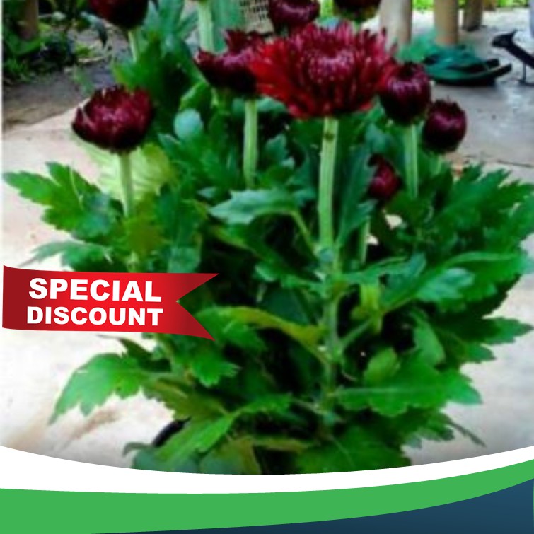 Tanaman hias Bunga krisan/aster/seruni merah maroon hidup rimbun dengan harga murah