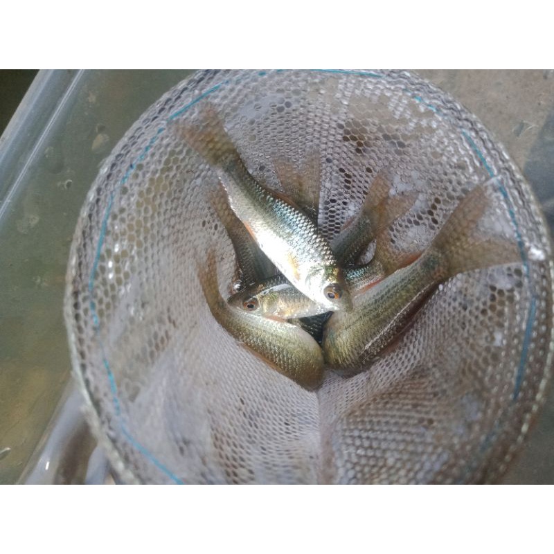 ikan mas  pakan predator