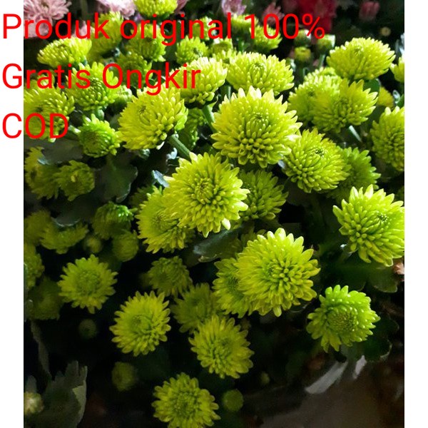 Tanaman Bunga Krisan Hijau Hidup Sudah Berbunga Tanaman Hias Hidup Berbunga Krisan Murah Meriah