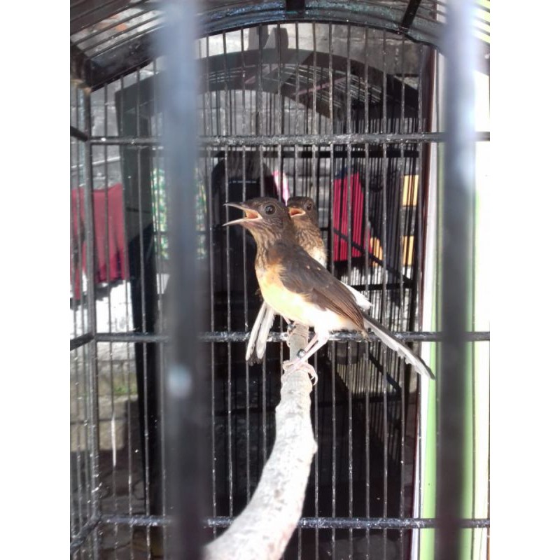 

Trotolan marai batu medan jantan
