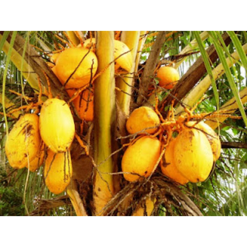 bibit tanaman buah kelapa gading kuning pendek sudah berbuah
