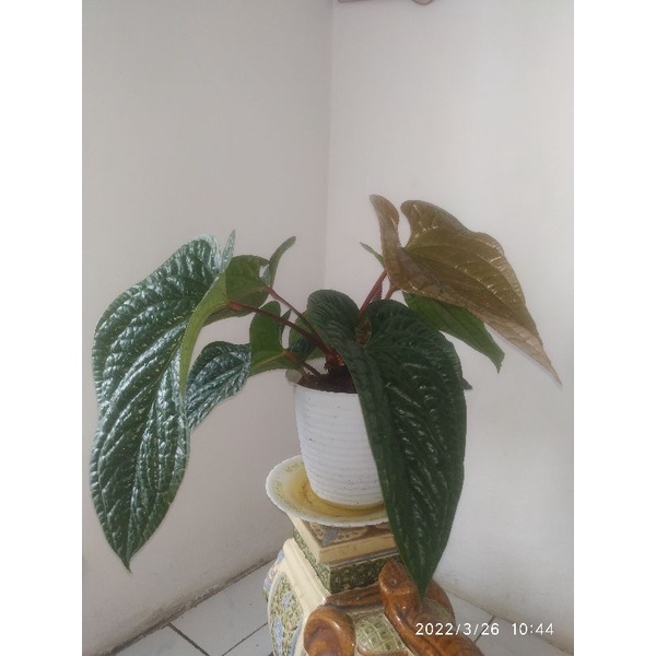 Anthurium Luxurians