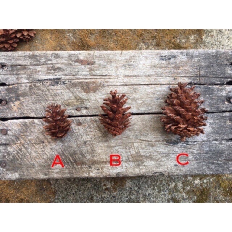 (besar) Biji pinus biji cemara besar bahan rustic