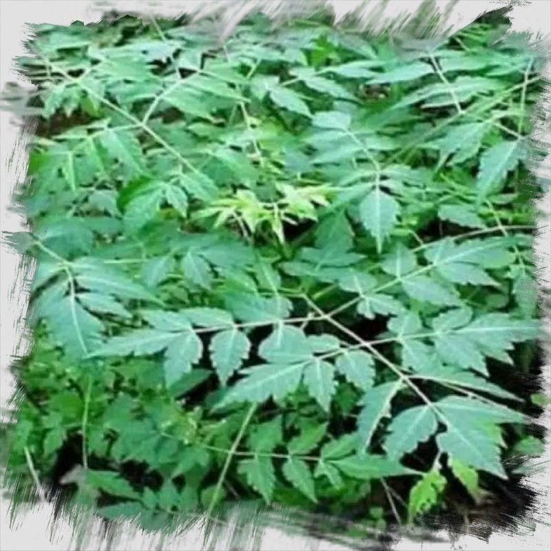 

daun mindi segar 1kg Termurah stok banyak