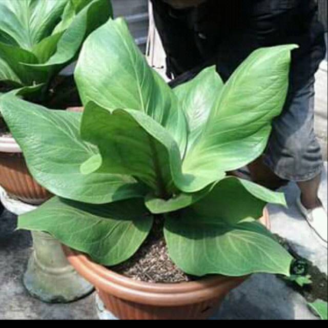 antorium jemani cobra