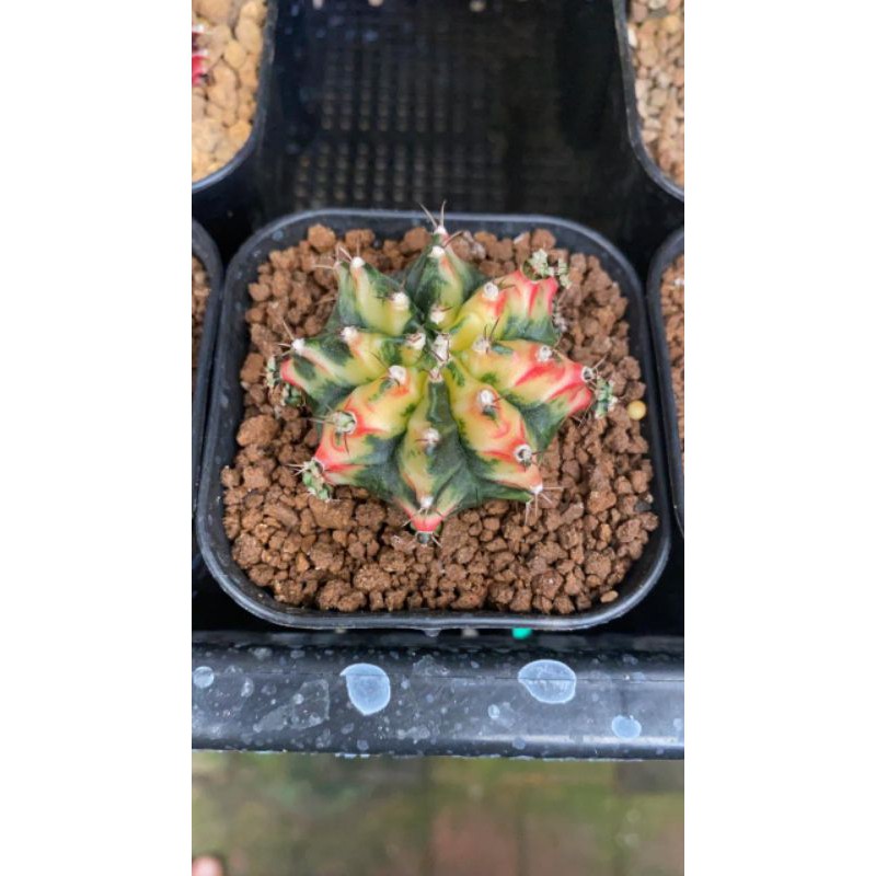 multicolour /kaktus premium/ gymno /kaktus multicolour