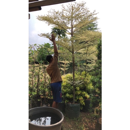 Pohon Ketapang kencana Varigata Uk2Meter