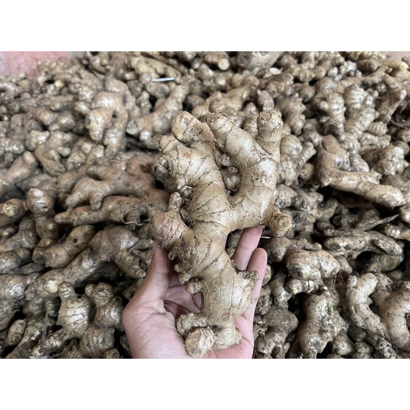 

Jahe Gajah Segar / Fresh Ginger