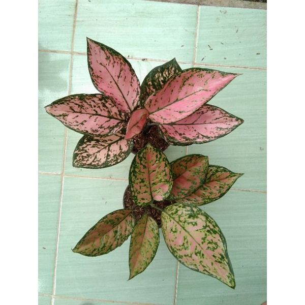 Aglonema Lady Valentine - Ruby Orange