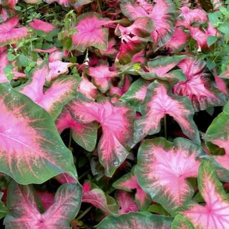 tanaman hias daun - keladi warna pink