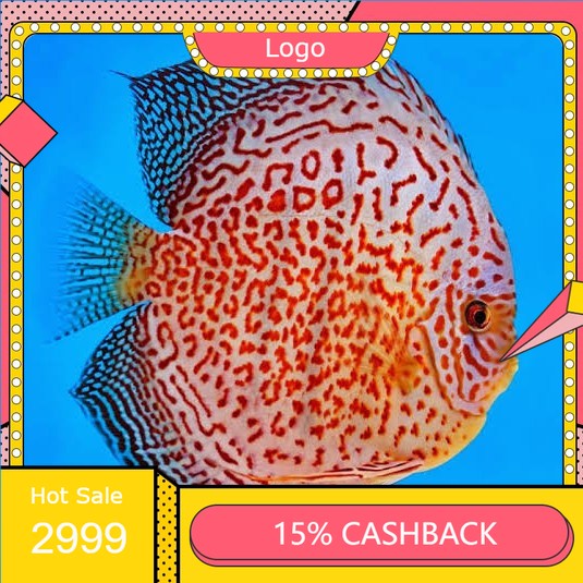 discus ring leopard 1 inch.