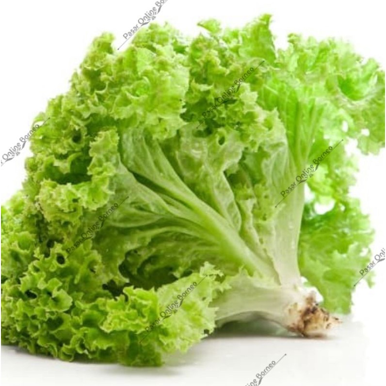 

Sayur Segar Selada Keriting Organik Hidroponik