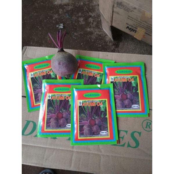 Bibit buah bit, benih beet root, bitroot ayumi F1 agrosid bibit