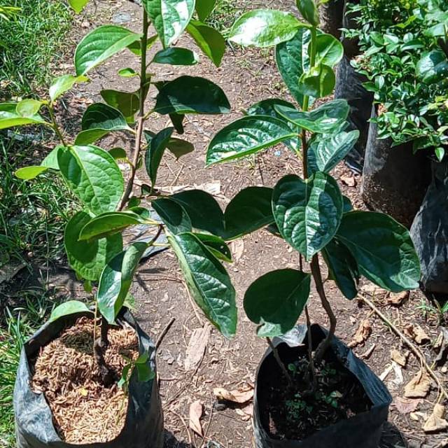 Bibit buah kesemek cangkok