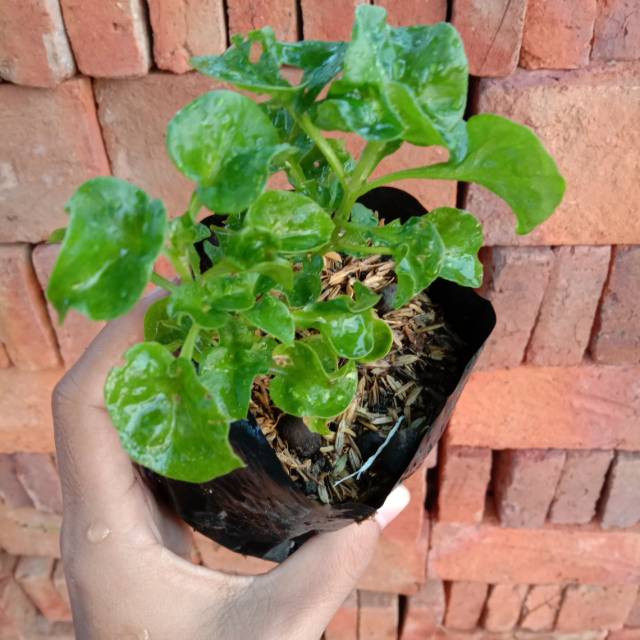 Bayam Brazil (Sayur)