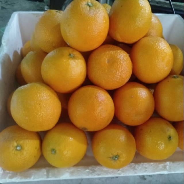 

Jeruk Sunkist Valencia 1 kg