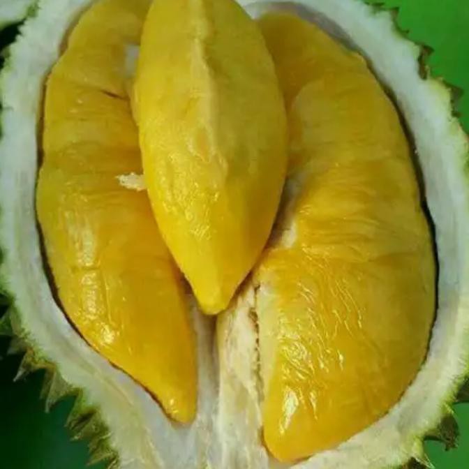 Unduh 720 Koleksi Gambar Durian Terbaik Terbaru HD