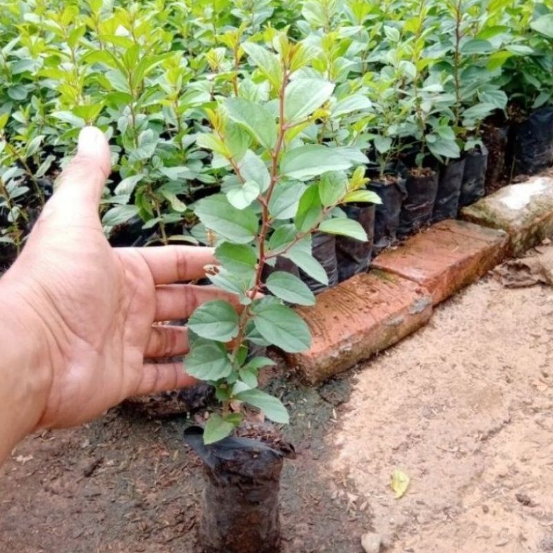 Tanaman herbal daun Bidara arab/ tanaman obat/ Bidara termurah