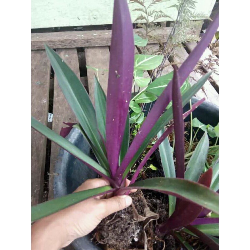 Tanaman hias Adam Hawa Besar