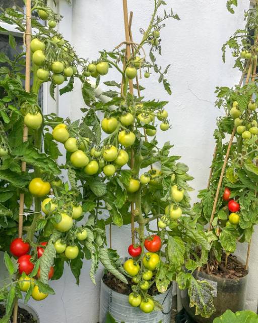 15 Biji - Benih Tomat sayur TYMOTI F1, buah lebat untuk dataran rendah