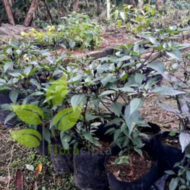 Bibit Cabe Ungu Bibit Cabai Ungu Pohon Cabe Ungu Tanaman Cabe Rawit Ungu Buah Hias Unik