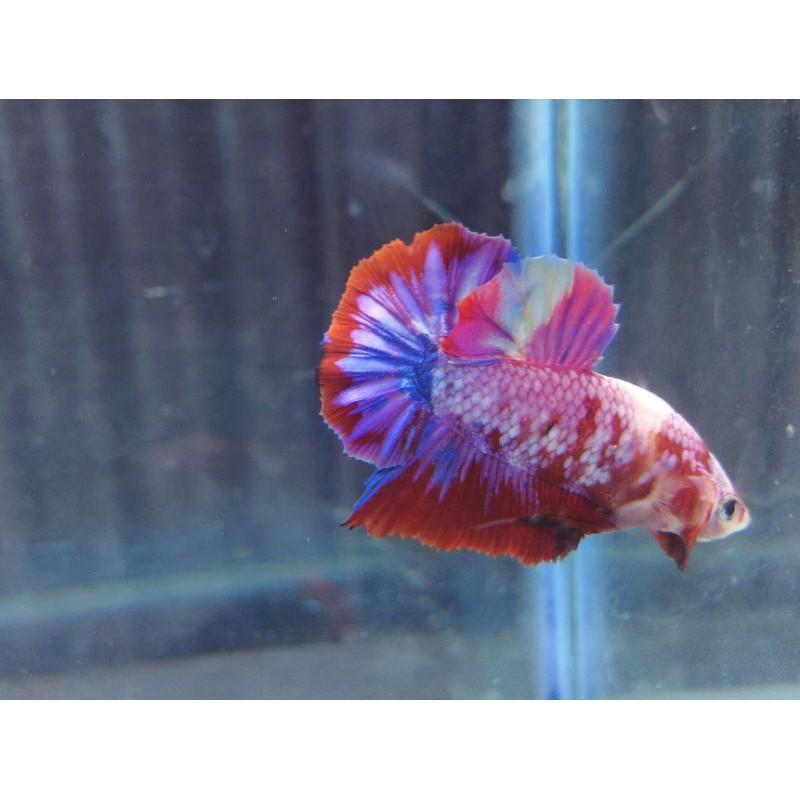 Cupang Male Plakat Multicolor Rainbow