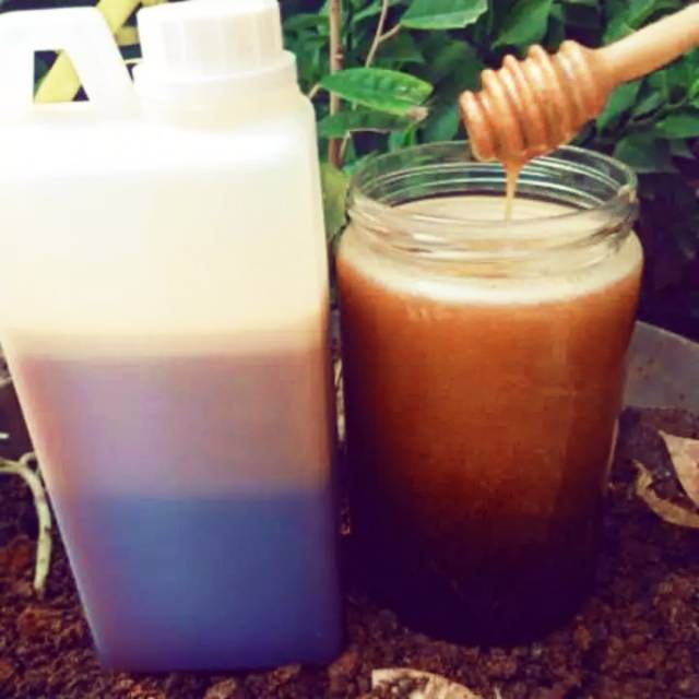 

Madu Hutan Sumatra (Si Inang)