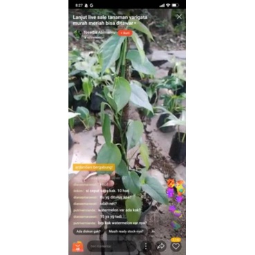 Pesanan kak diana cebu blue 15+epip 10+kujang 5