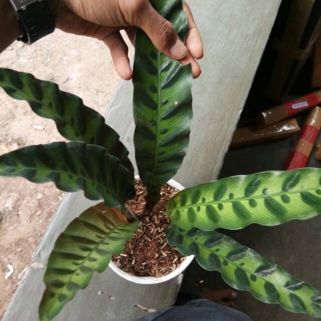  Tanaman  hias calathea bulu  ayam  tanaman  hias calathea 