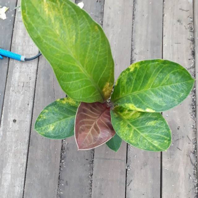 Jemani Mangkok Varigata Antorium