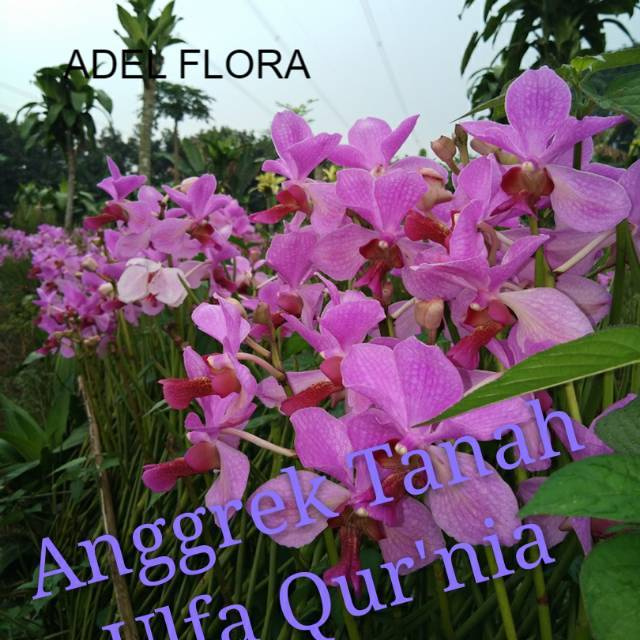 PROMO Anggrek tanah Vanda douglas spike
