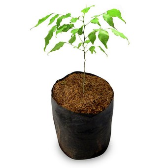 bibit tanaman angsana