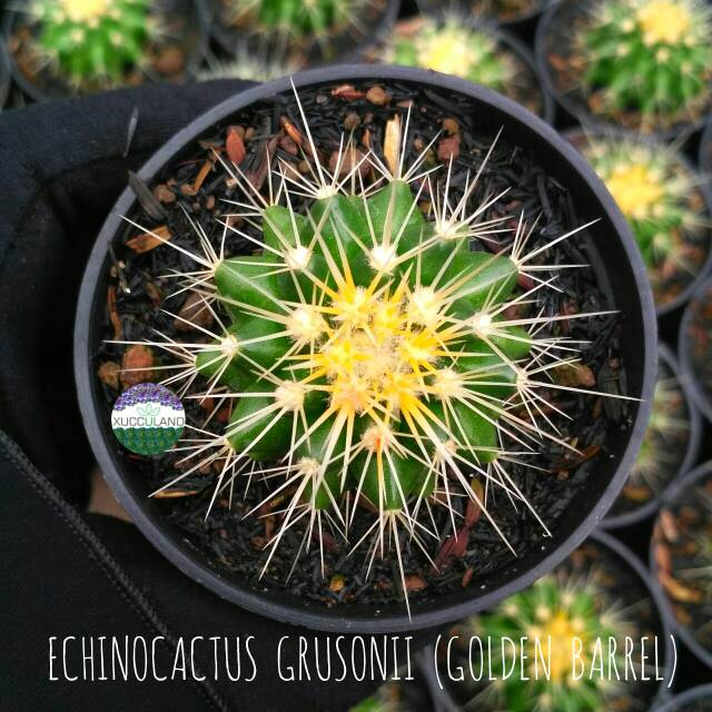 Sukulen dan Kaktus | Echinocactus Grusonii (Golden Barrel)