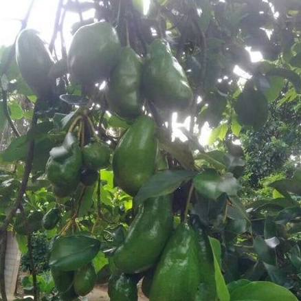 BIBIT BUAH ALPUKAT SIGER 1/ALPUKAT SIGER 1