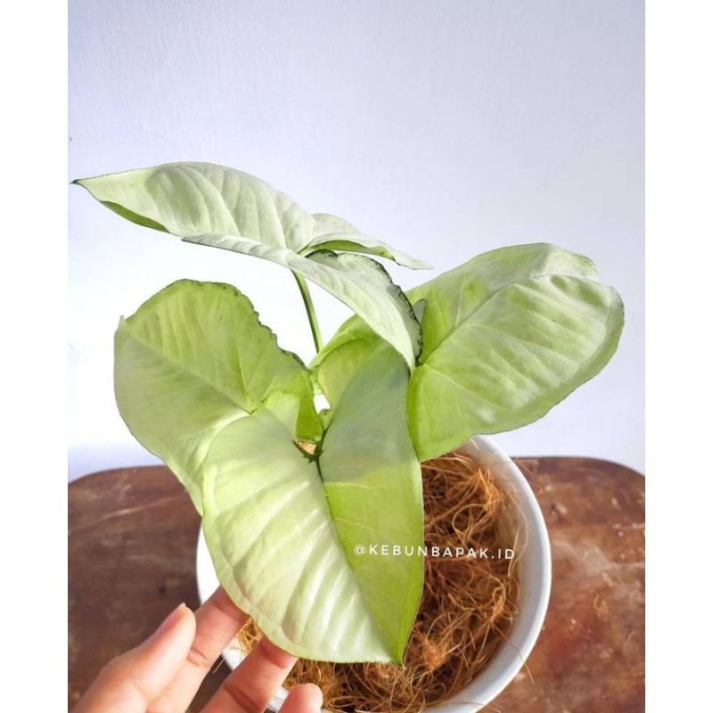 Syngonium Salju/ Syngonium putih