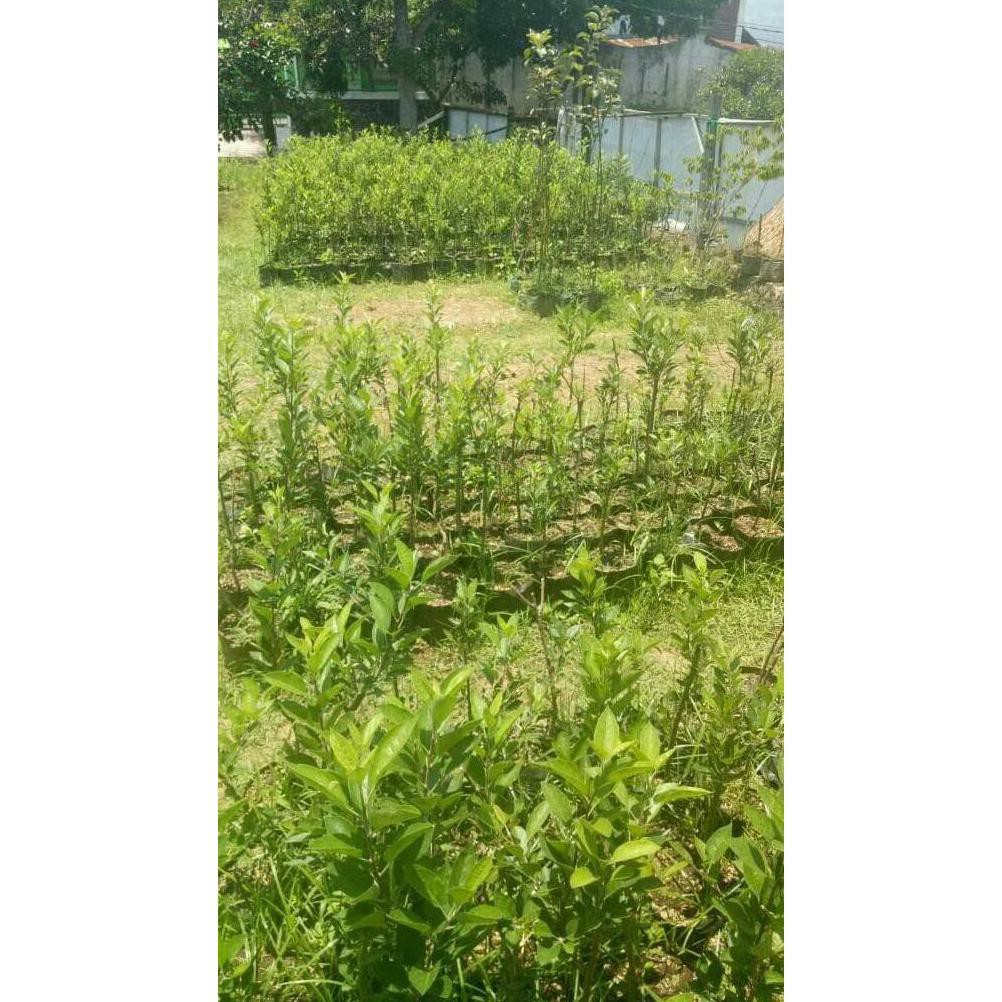 Re5T0Ck Bibit Tanaman Buah Apel Red Caroline Xx