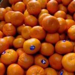 

Buah Jeruk Afourer Australia manis/1kg