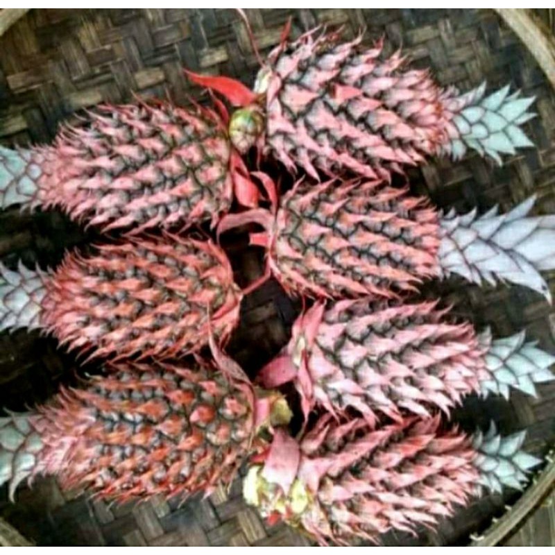 

buah nanas muda isi 2
