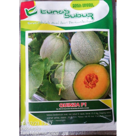Benih Melon Quinza F1