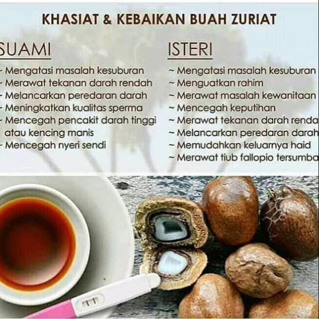

Buah zuriat